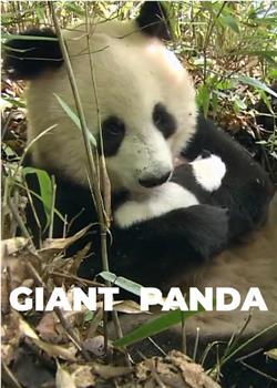 国家地理 - 大熊猫在线观看和下载