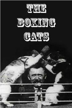 拳击猫在线观看和下载