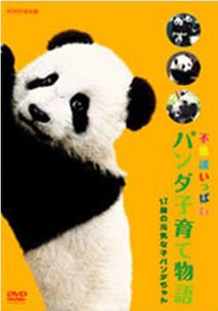 不可思议的熊猫宝宝养育物语在线观看和下载