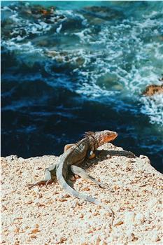 自然世界：波多黎各-魅力之岛在线观看和下载