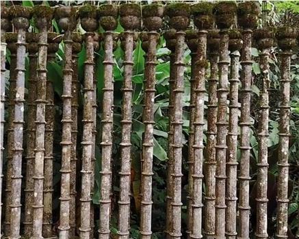 Great Gardens: Edward James, Las Pozas, Mexico在线观看和下载