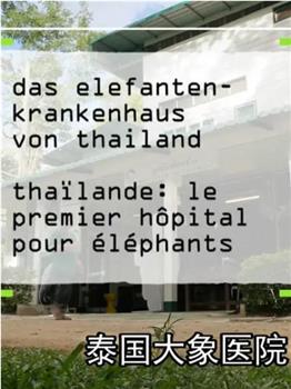 泰国大象医院在线观看和下载