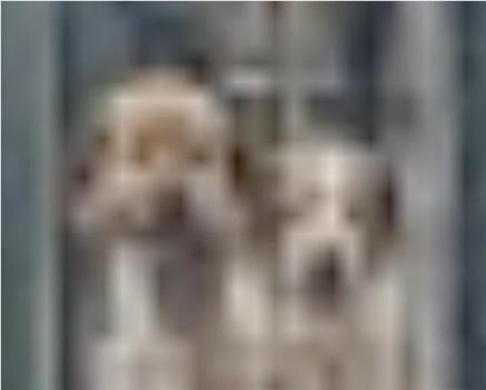 The More I Zoom in on the Image of These Dogs, The Clearer it Becomes They Are That They Are Related to the Stars在线观看和下载
