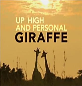 Giraffe Up High and Personal在线观看和下载