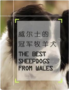 威尔士的冠军牧羊犬在线观看和下载