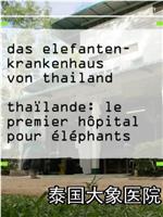 泰国大象医院