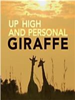 Giraffe Up High and Personal